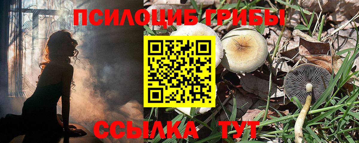 Галлюциногенные грибы Psilocybe Северобайкальск
